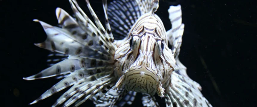 red-fire-fish-777029_960_720.jpg