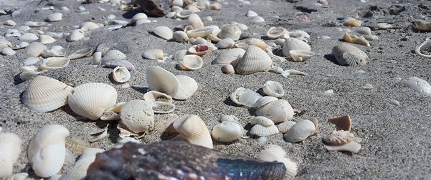 sea-1775385_960_720.jpg