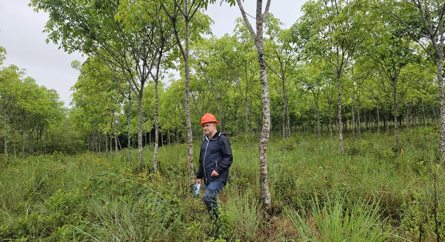 Bonos de carbono: qué son, cómo funcionan y por qué la ciencia es clave para saber cuánto carbono capturan los bosques 