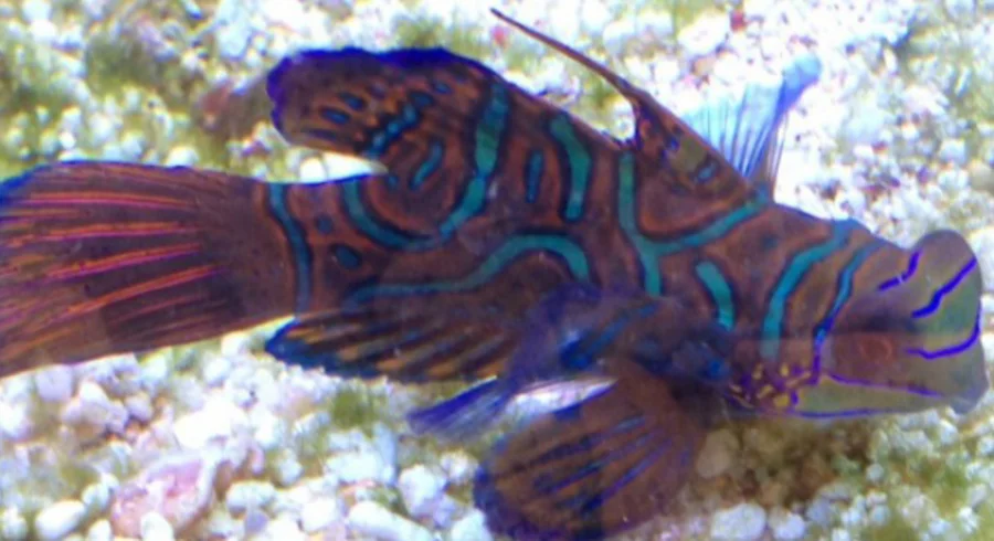 animales_marinos_secretaria_de_ambiente4.jpg