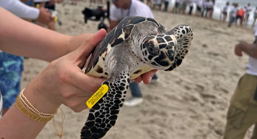 tortugas_2.jpg